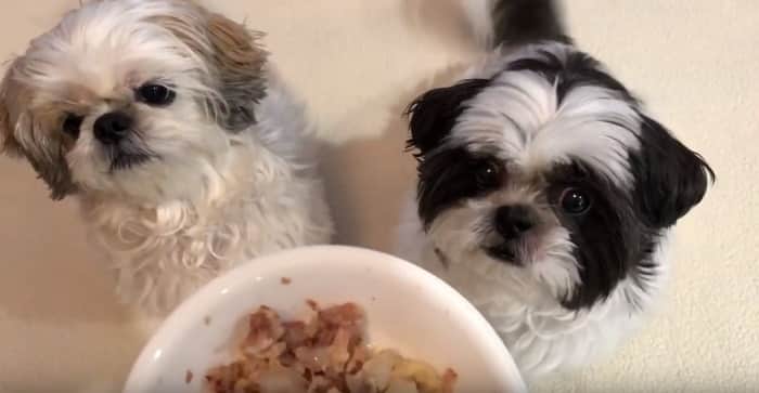 What Can Shih Tzu Eat And Not Eat? A Matter Of Life Or Death – Pet Dog FAQ