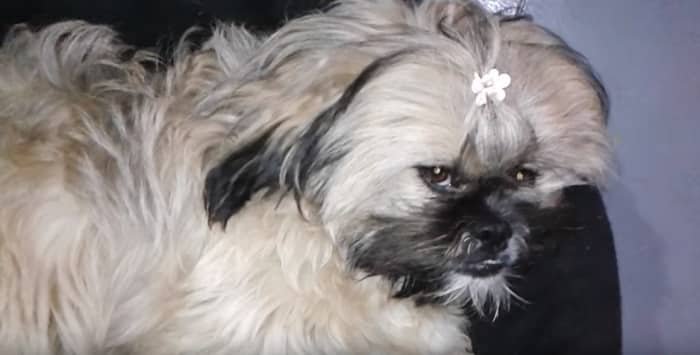 Can My Shih Tzu Get A Cold Pet Dog Faq