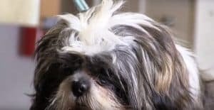 6 Things You Can Do Right Now To Stop Your Shih Tzu ...