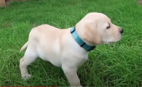When Can You Start Walking Your Lab Puppy – Pet Dog FAQ