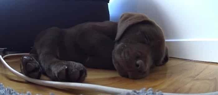 at what age do lab puppies sleep through the night