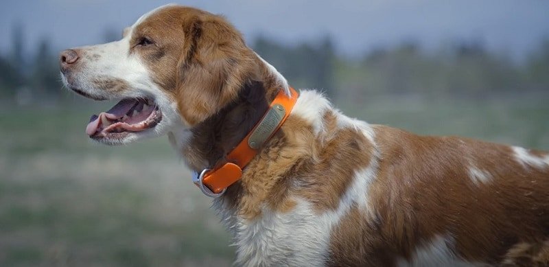 at what age do brittany spaniels calm down