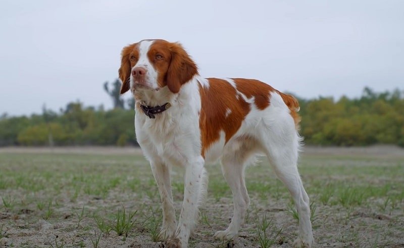 at what age do brittany spaniels calm down