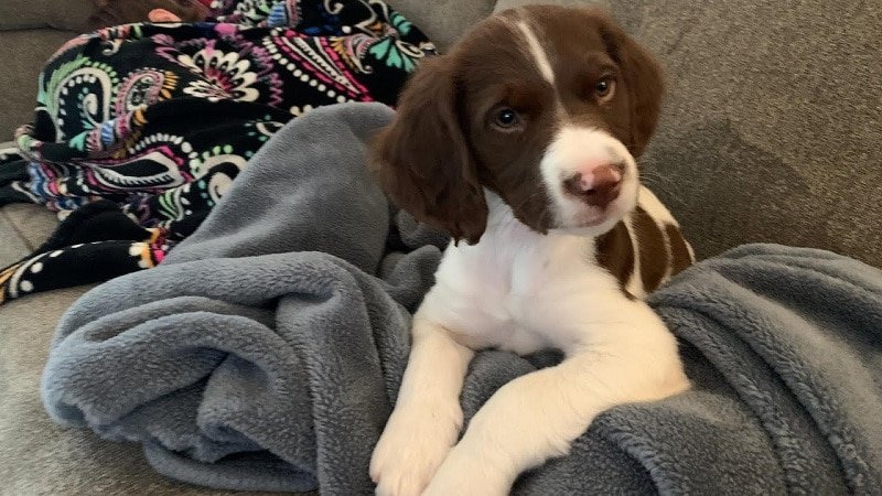 are brittany spaniels affectionate