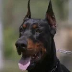 how old to neuter doberman pincher