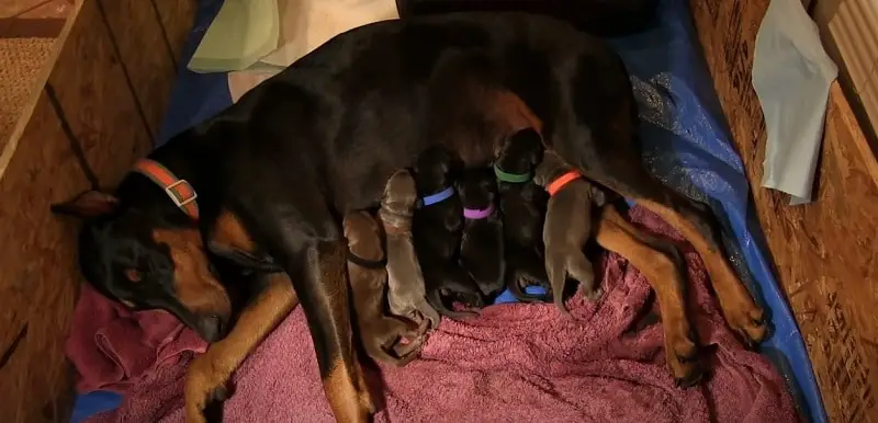 How Many Times Can A Doberman Give Birth? Myth Busted – Pet Dog FAQ