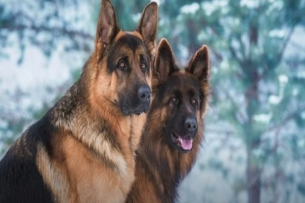 are male german shepherds more protective