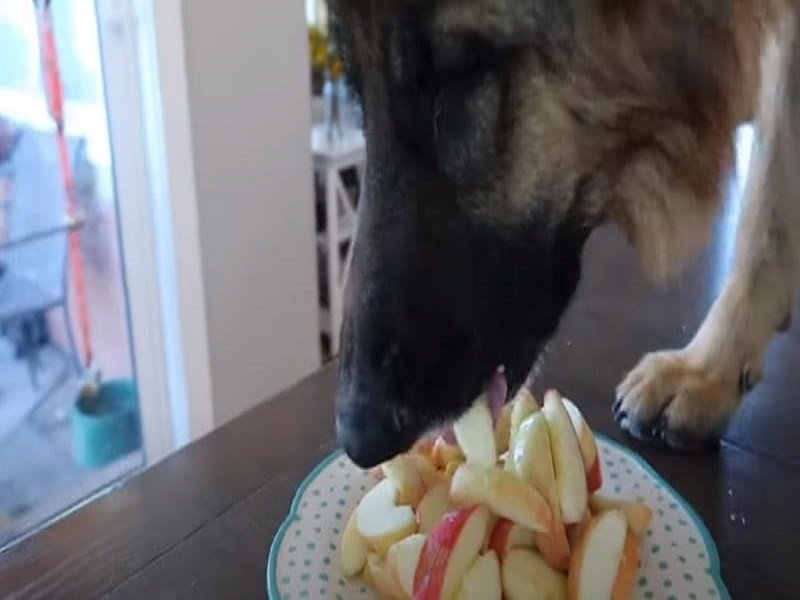 can-german-shepherd-puppies-eat-apples-pet-dog-faq